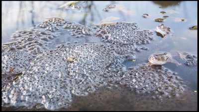 Frogs, Rana temporaria, gathering around pile of spawn in pond during height of breeding season, March, UK