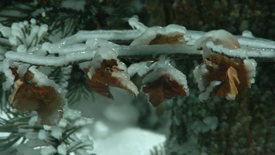 Close up of ice forms on brown deciduous tree branches in foreground and pine needles in background