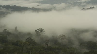 Wide angle looking over densely forested landscape with heavy mist rising from the valley