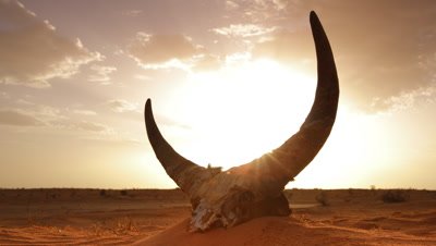 Low wide angle cow skull with horns sitting in red orange sand desert as sun sets behind