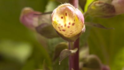 Big close up foxglove flowers, Digitalis purpurea, as flower bells open