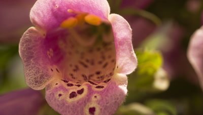 Big close up foxglove flowers, Digitalis purpurea, as single flower bell opens