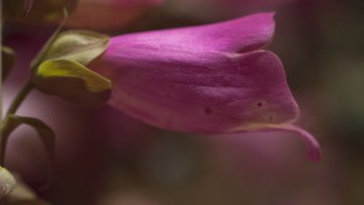 Big close up side view of foxglove flower, Digitalis purpurea, as single flower bell opens