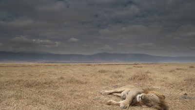 Wide angle scudding cloud moves over dry grassland of Ngorongoro crater with male lion in foreground sleeping