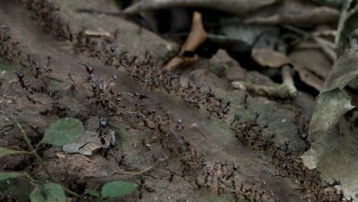 Mid shot streaming line of army ants protected on both sides by soldiers hurry across the forest floor