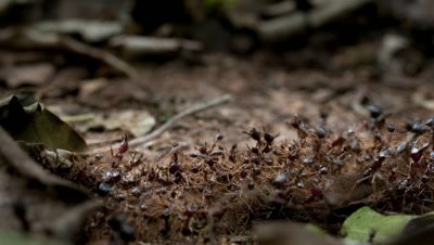 Close up organised line of army ants transporting food across forest floor