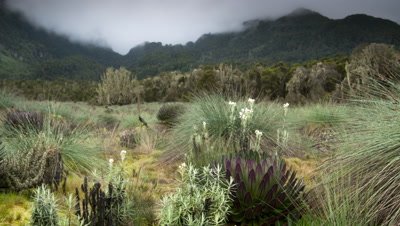 Medium wide angle pan left over foreground giant lobelia, senecios and other afro montane plants with Ruwenzori peaks beyond