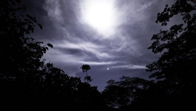 Wide angle night sky with Orion rising, stars and clouds framed by trees from rainforest clearing