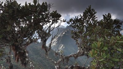 Wide angle track forward through lichen covered branches to feature view through to clouds boiling over Andes Mountains