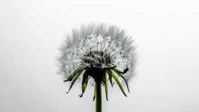 Close-up of a dandelion clock which opens fully from tight bud. Shot against a white background.