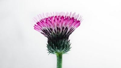 Time-lapse of the bud of purple flowered garden plant, Brook Thistle,Cirsium rivulare Atropurpureum opens against a white background.