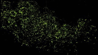 Spectacular synchronous fireflies at night in the Philippines