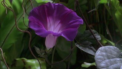 Close up green tropical undergrowth featuring central single Ipomoea purpurea - morning glory - flower bud opening