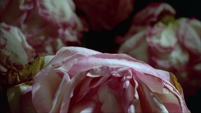 Big close up pink edged white rose bloom petals wither and curl with other petals in behind
