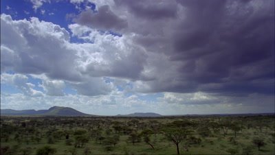 Wide angle grassland and acacia woodland under blue sky with boiling white clouds becoming sweeping rain showers