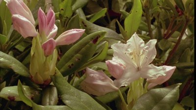 Close up pinky white rhododendron buds against green foliage burst into flower and fill frame with white blooms