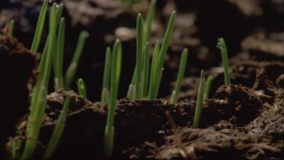 Big close up soil at ground level as -grass- shoots break surface and grow up out of frame