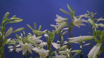 Mid shot multiple stems of Lilium Candidum buds opening to full flower against blue screen