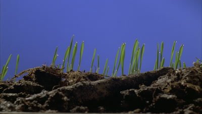 Close up low angle track along surface of soil as -grass- shoots break the surface and grow upwards against blue screen