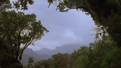 Medium wide angle view of the Peaks of the Ruwenzori Mountains framed by trees with low grey cloud racing overhead and glimpses of sun