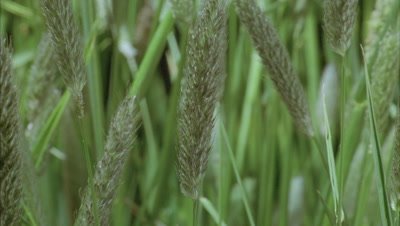 Close up pan right through native British grass as flower heads bloom