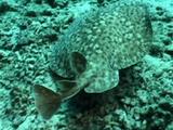 Ray, Possibly Marbled Torpedo Ray, Swims Over Reef