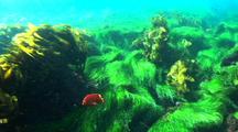 Seagrass Swaying In Waves With Garibaldi