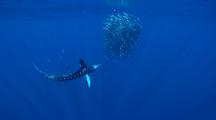 Solitary Marlin Herds Sardine Baitball At Surface
