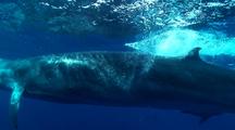 Close Up Of Bryde's Whale Lunging At A Sardine Bait Ball