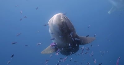 mola mola being cleaned under kelp paddy