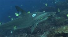 Hammerhead Shark In Cleaning Station