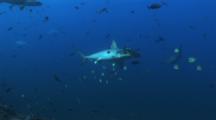 Hammerhead Shark In Cleaning Station