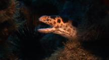 Tiger Reef Eel