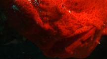 Bloody Frogfish Portrait