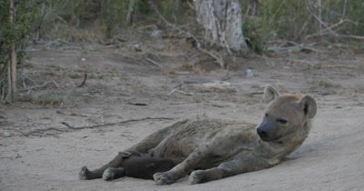 4K - Hyena Mother Grooming and Nursing Newborn