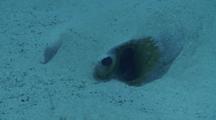  Close Up Of A Feathertail Stingrays Face Lying On A Sandy Bottom Half Burried In The Sand