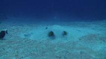 Camera Tracking Over Sandy Bottom To Reveal A Feathertail Stingrays Lying On A Sandy Bottom Half Burried In The Sand 