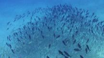A Large School Of Bigeye Trevally Hovering Over A Sandy Bottom. Camera Pans Up From A Side Shot To Shooting Down On The School From Above.