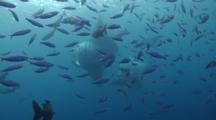Three Large Reef Manta Rays Swoop Into Frame Feeding On Plankton While In The Foreground A Large School Of Snappers Also Feeds On Plankton In Open Blue Water.