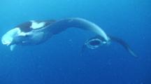 A Line Of Three Large Reef Manta Rays Swim Towards Camera, Mouths Open Feeding On Plankton In Open Water. Camera Pans Across To Follow The Manta Rays To Reveal Two More Manta Rays Swimming Back In The Opposite Direction, Also Feeding