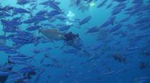 A Diver Emerges From Swimming Within A Large School Of Snappers Which Are All Feeding On Plankton In Open Blue Ocean