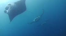 A Line Of Three Large Reef Manta Rays Swim Towards The Camera And Above It Ending In A Silhouette Shot