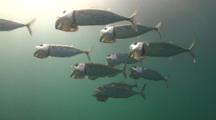 A School Of Mackerel Swim Around In Formation With Their Big Mouths Wide Open, Feeding On Plankton In Shallow Open Water.
