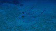 Two Feathertail Stingrays Swimming And Lying On A Deep Sandy Bottom.