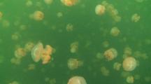 Unique! Millions Of Jellyfish Inside Jellyfish Lake, Palau. Camera Shooting Directly Down Into The Depths Of Jellyfish Lake.