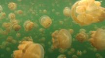 Unique! Millions Of Jellyfish Inside Jellyfish Lake, Palau. 