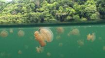 Unique! Millions Of Jellyfish Inside Jellyfish Lake, Palau. Camera Pans Up Through The Calm Water Surface For A Half-Half Shot Of Jellyfish Within Jellyfish Lake And The Jungle Trees Of The Rock Island On Land Then Continuing Till Camera Is Completely Out Of The Water. 