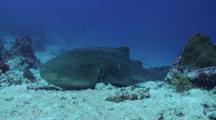 Camera Tracks In Across A Sandy Coral Reef Bottom Towards A Leopard Shark/Zebra Shark Lying And Resting On The Sea Floor