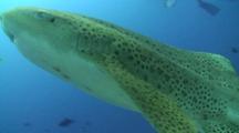 A Leopard Shark/Zebra Shark Lying And Resting On The Sea Floor Then Swimming Up Towards Camera, Past Camera And Away Revealing Several Scuba Divers Behind It.