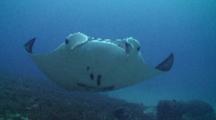 A Large Reef Manta Ray Swims Directly Towards Camera Then Turns To The Side Exposing Its Markings Underneath. 